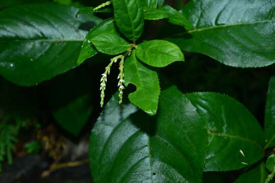 Image of Chloranthus henryi Hemsl.