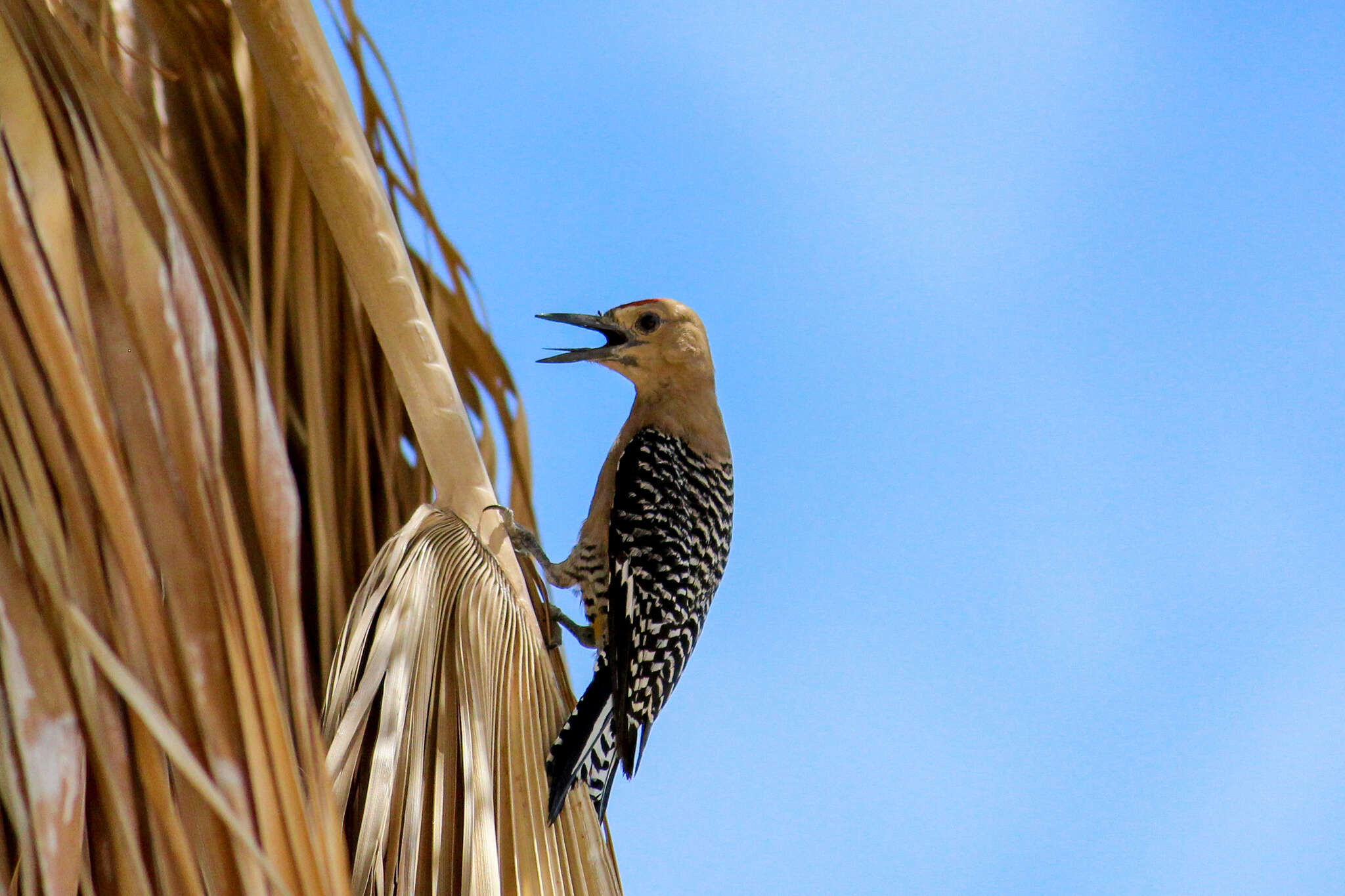 Sivun Melanerpes uropygialis brewsteri (Ridgway 1911) kuva