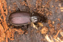 Image de Pterostichus (Eosteropus) mannerheimii (Dejean 1831)