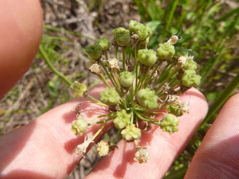 Image de Allium cuthbertii Small