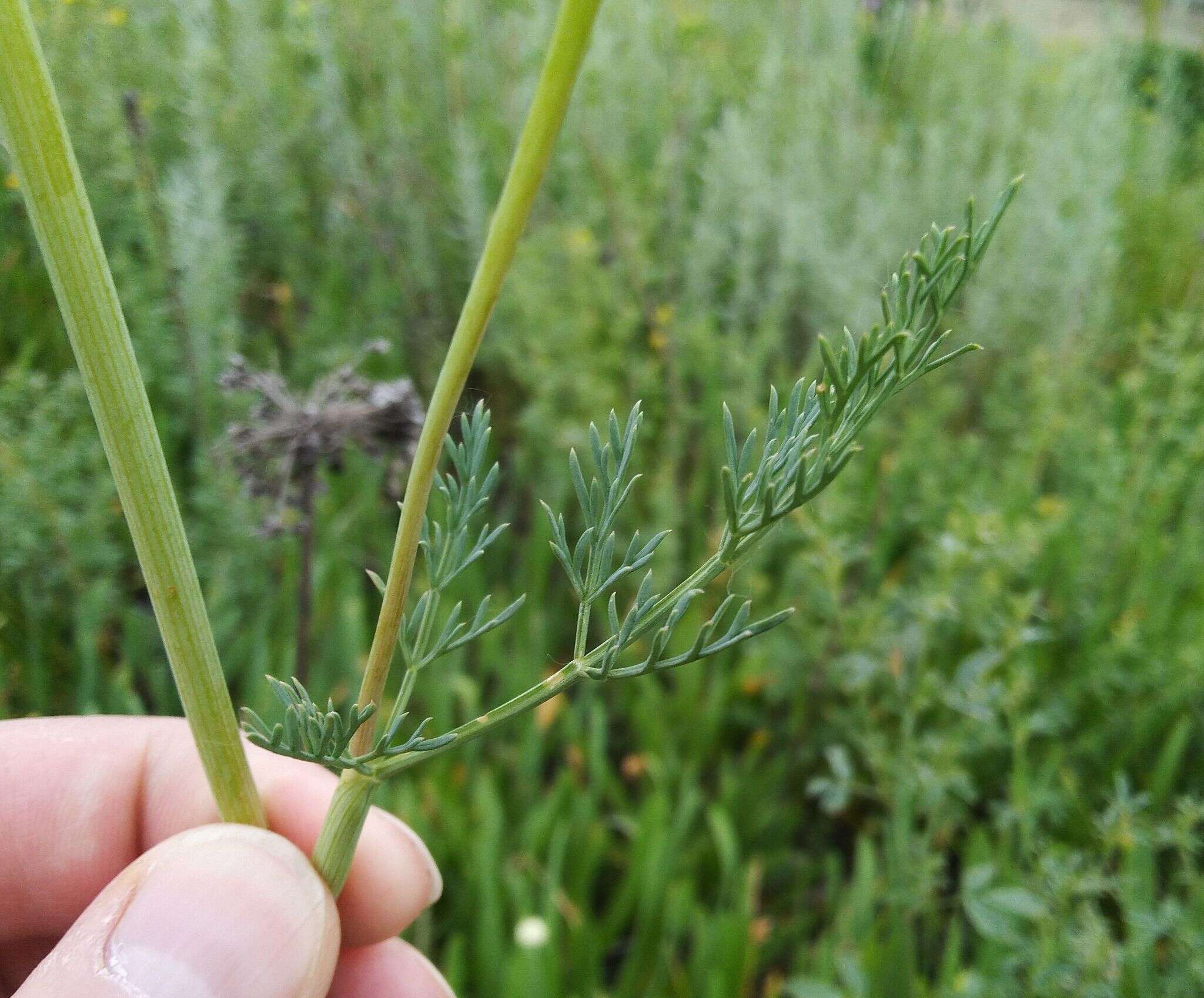 صورة Hippomarathrum ledebourii (G. Don fil.)