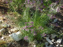 Image of woolly ironweed