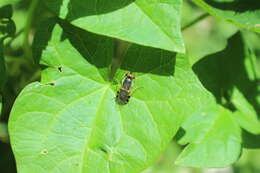 Image of Odontomyia ornata (Meigen 1822)