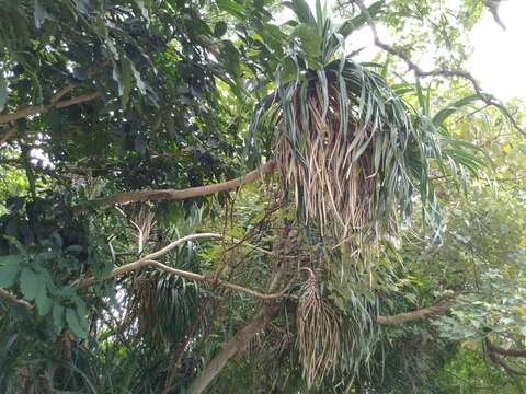 Image of Pandanus odorifer (Forssk.) Kuntze