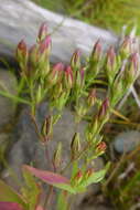 Image de Hypericum majus (A. Gray) Britton