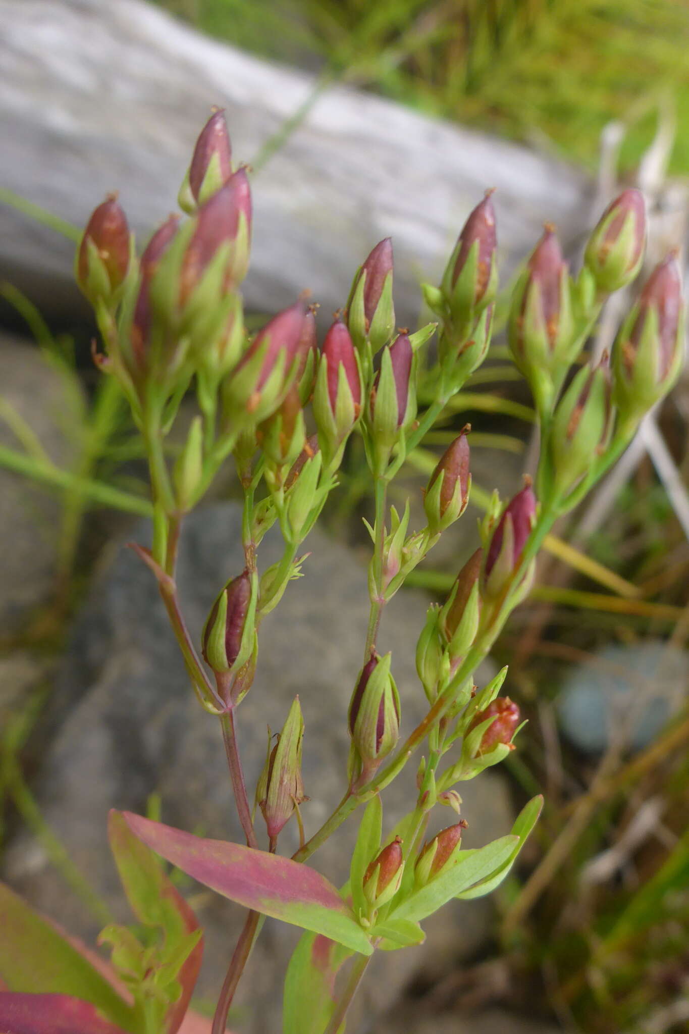 Sivun Hypericum majus (A. Gray) Britton kuva