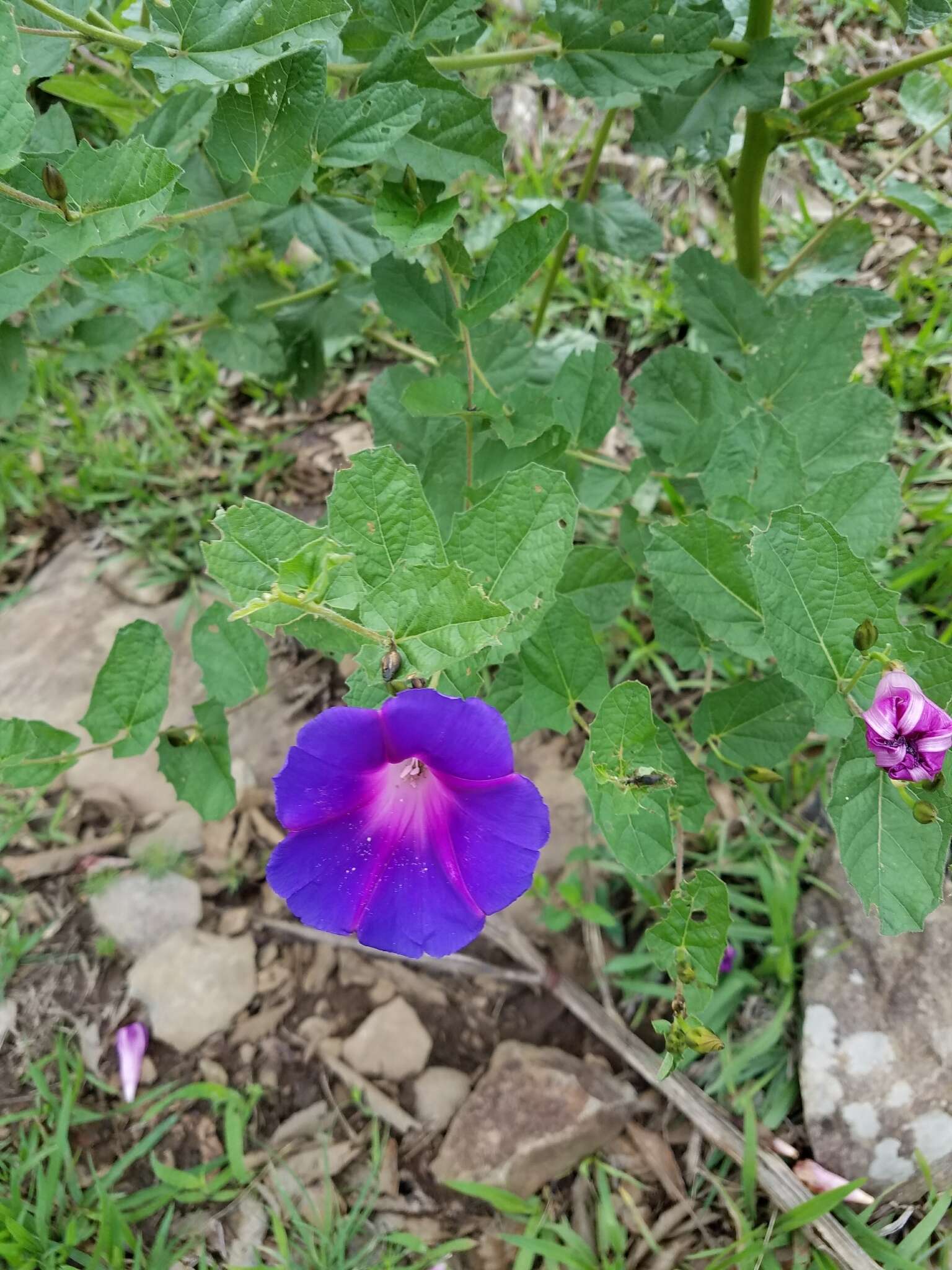 Ipomoea tacambarensis E. Carranza的圖片