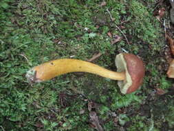 Image of Aureoboletus roxanae (Frost) Klofac 2010