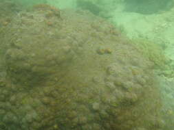 Image of Flat Lettuce Coral