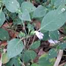 Image of Strobilanthes exserta C. B. Cl.