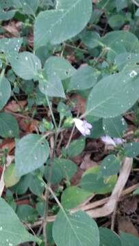 Strobilanthes exserta C. B. Cl. resmi