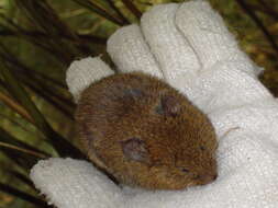 Image of Père David's Chinese Vole