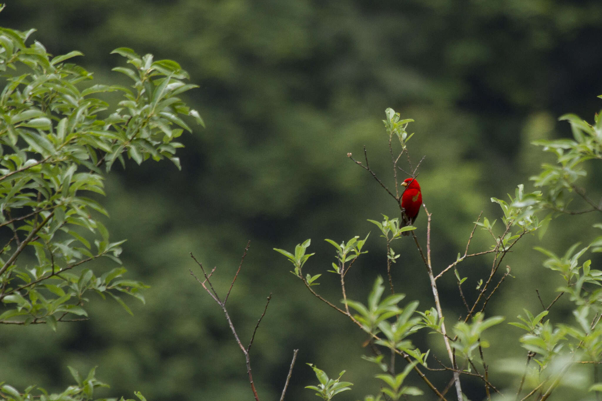 Image of Scarlet Finch