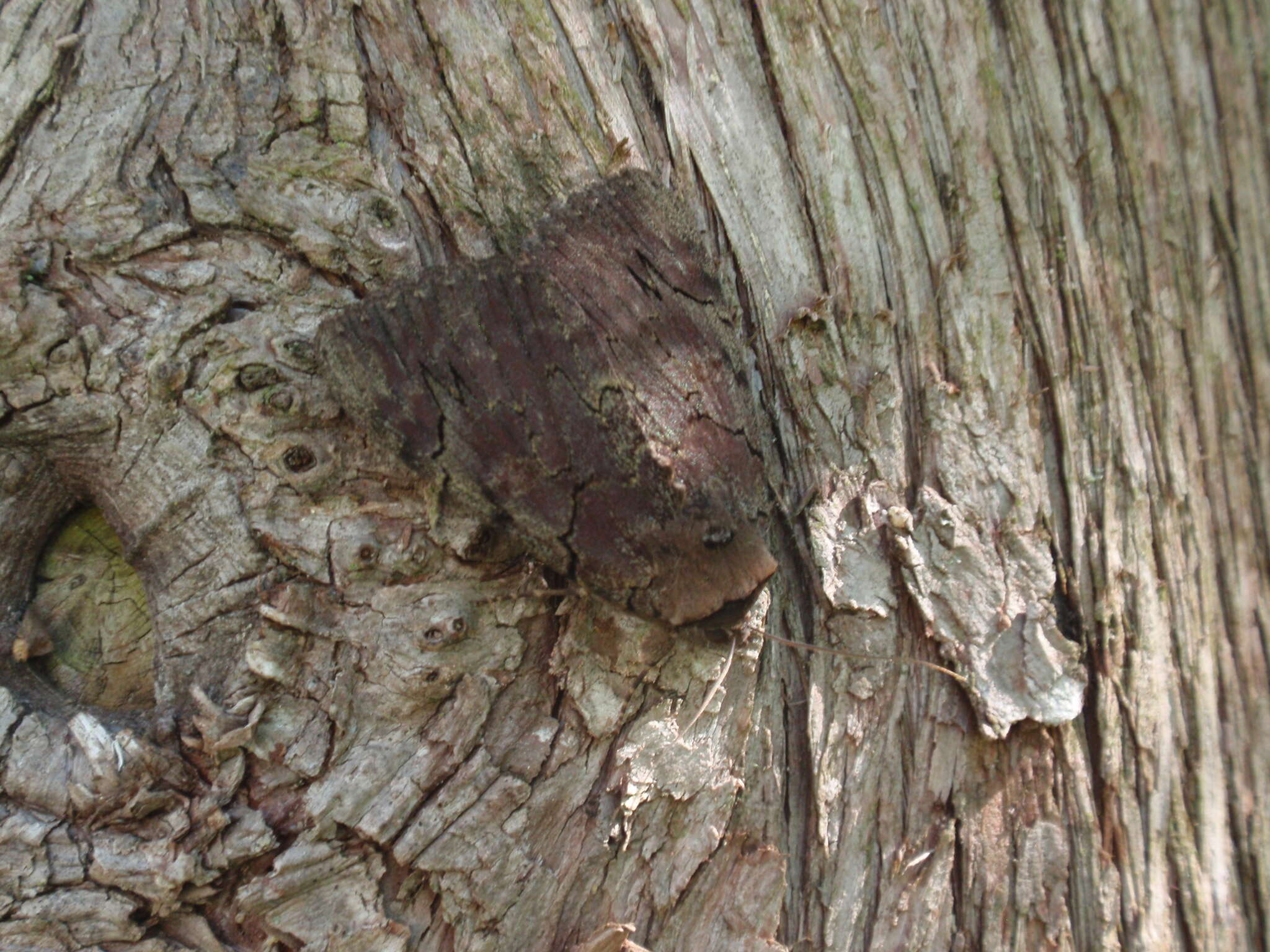 Image of Darling Underwing