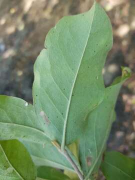 Image of Malpighia stevensii W. R. Anderson