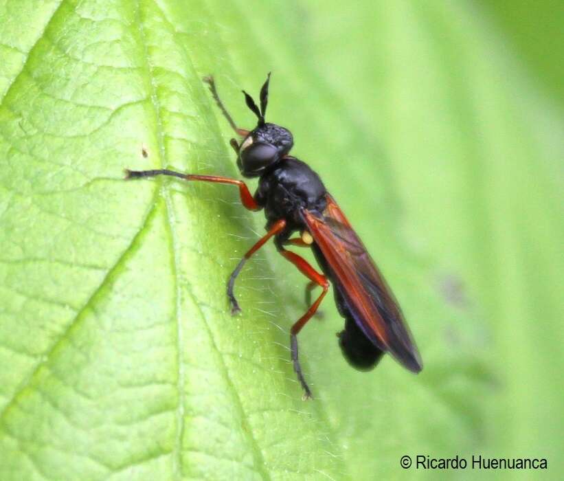 Image of Physoconops tentenvilu Baharona-Segovia 2020