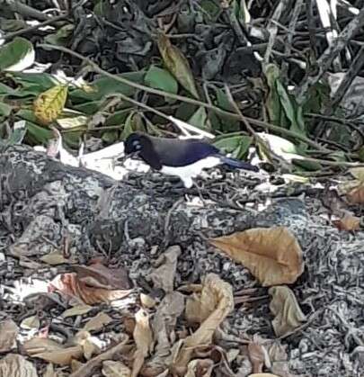 Image of Black-chested Jay