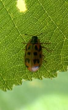 Image of Chrysomela (Macrolina) mainensis J. Bechyné 1954