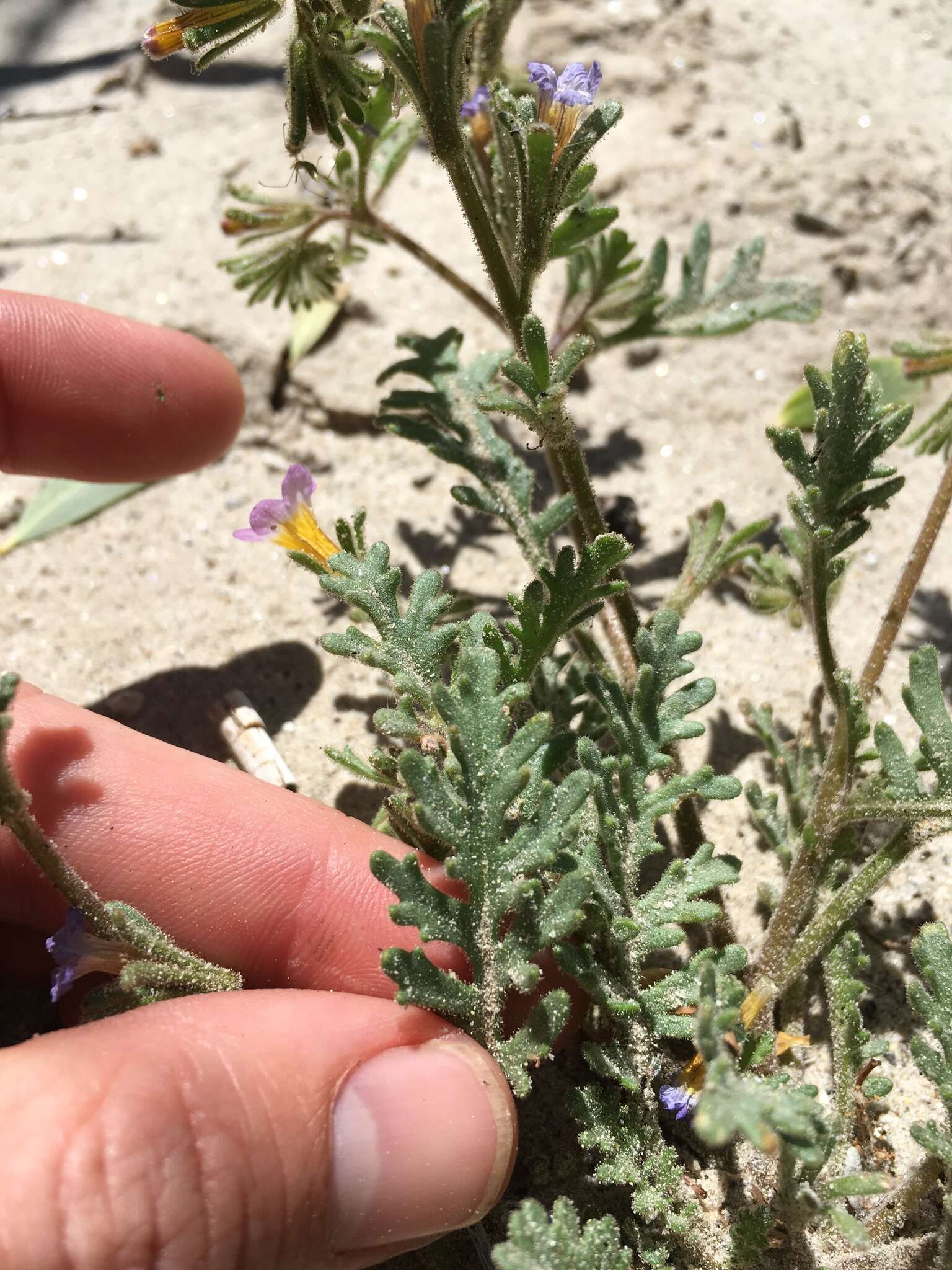 Image of twocolor phacelia