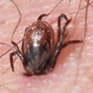 Image of Western Black-legged Tick