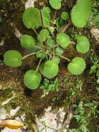 Imagem de Saxifraga hirsuta L.