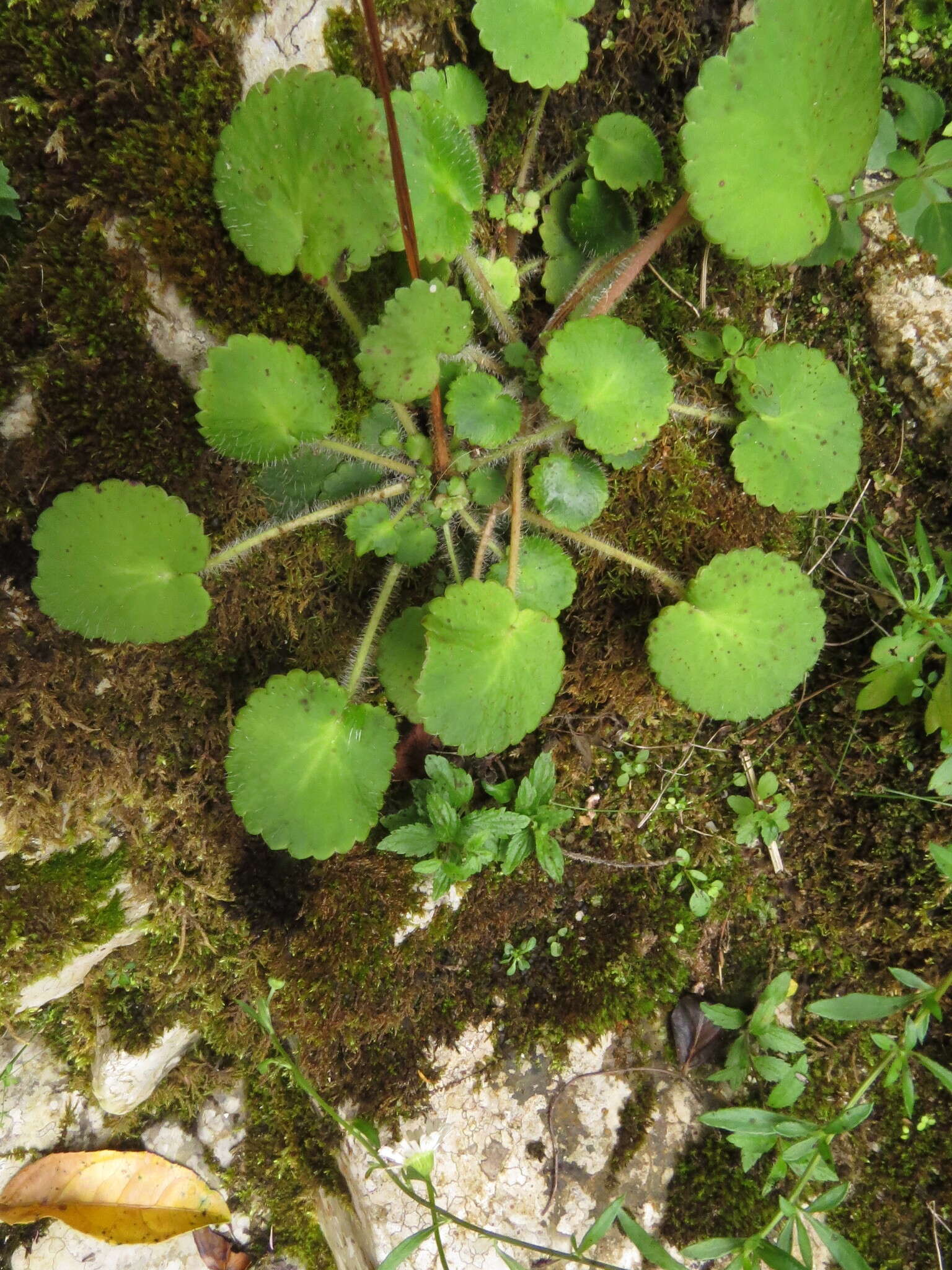 Sivun Saxifraga hirsuta L. kuva