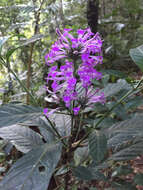 Image of Hypoestes longituba Benoist