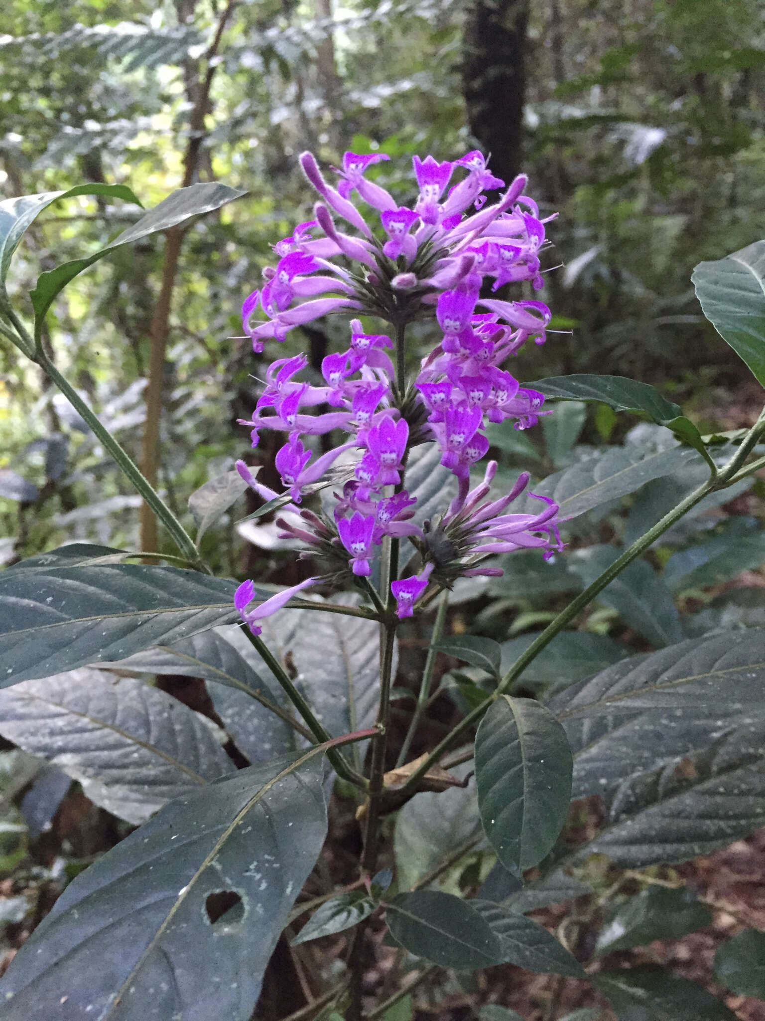 Image of Hypoestes longituba Benoist