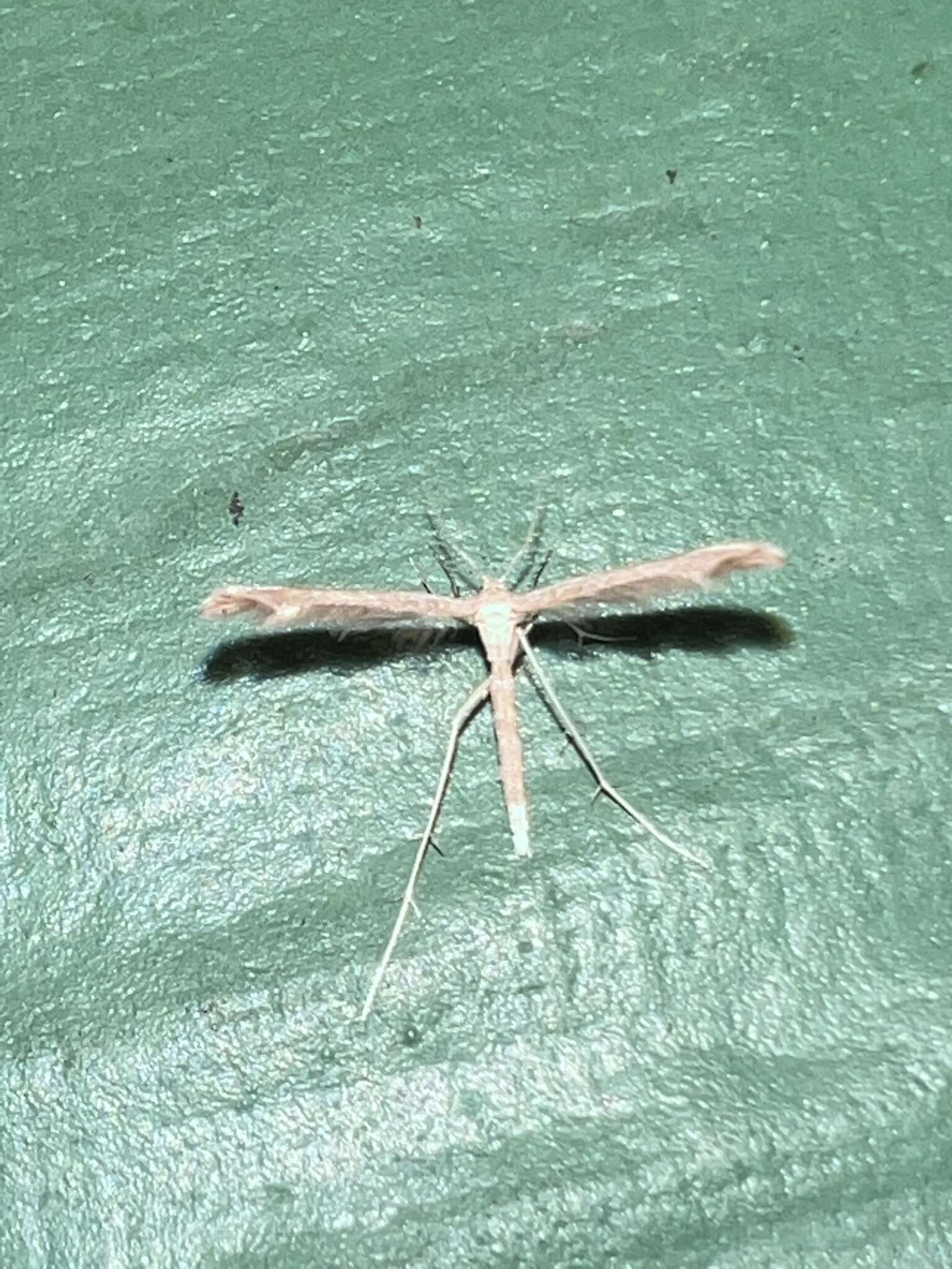 Lioptilodes albistriolatus (Zeller 1871) resmi