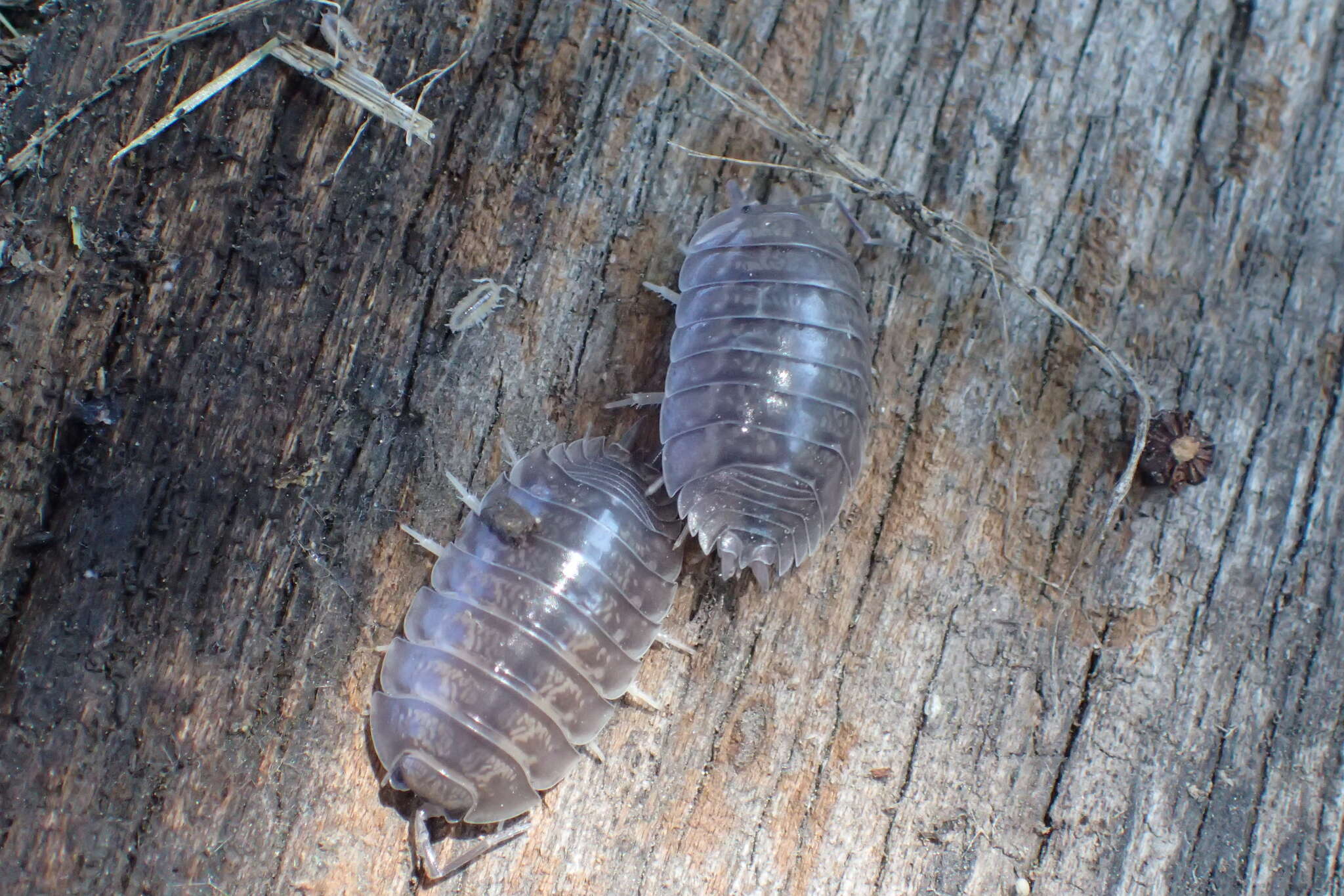 Image of Isopod