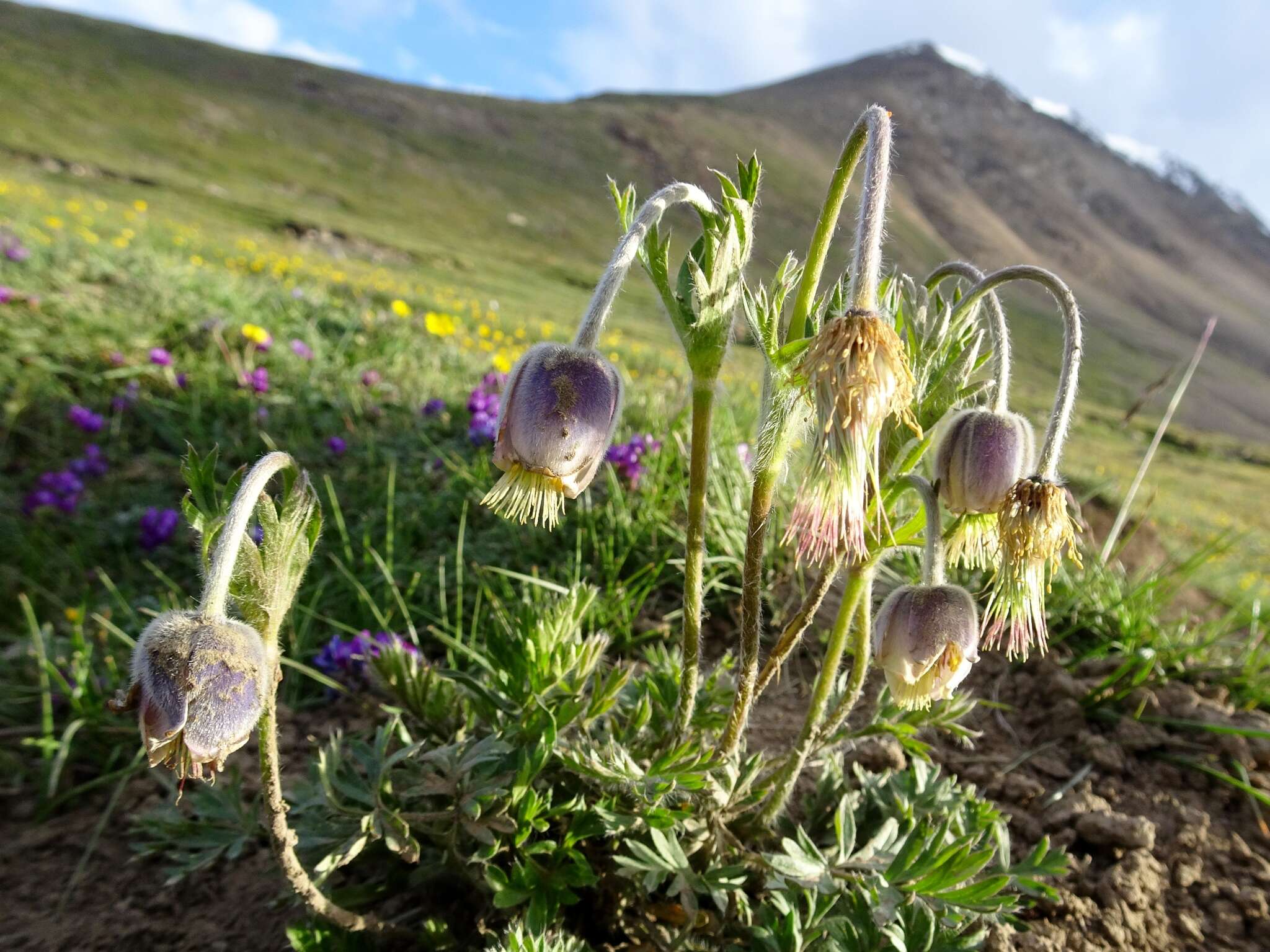 Imagem de Pulsatilla campanella Fisch. ex Regel & Tiling