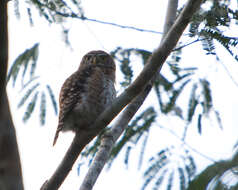 Image of Cuban Pygmy Owl