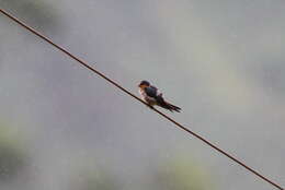 Image of Hill Swallow