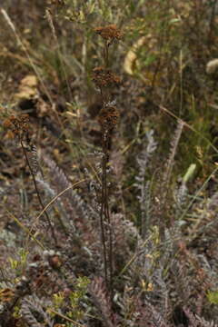 Imagem de Tanacetum tanacetoides (DC.) Tzvel.