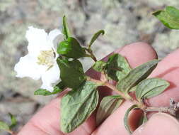 Imagem de Philadelphus microphyllus A. Gray