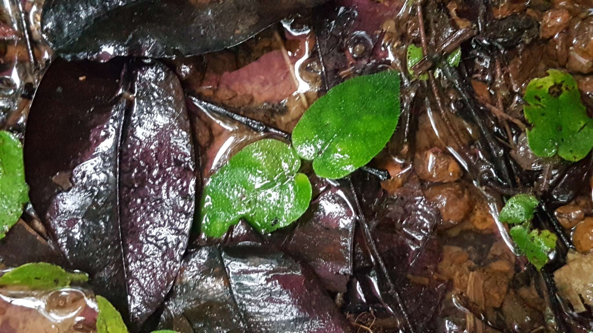 Image of Geophila cordifolia Miq.