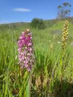 صورة Orchis bivonae Tod.