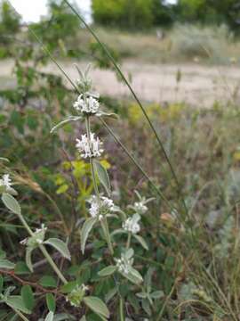 Image of horehound