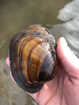 Image of Higgins' Eye Pearly Mussel