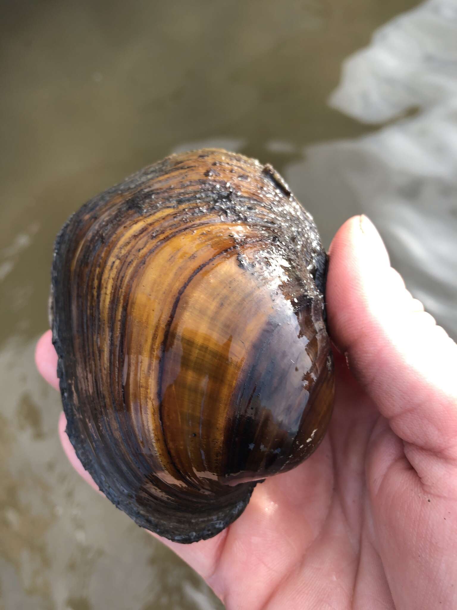 Image of Higgins' Eye Pearly Mussel