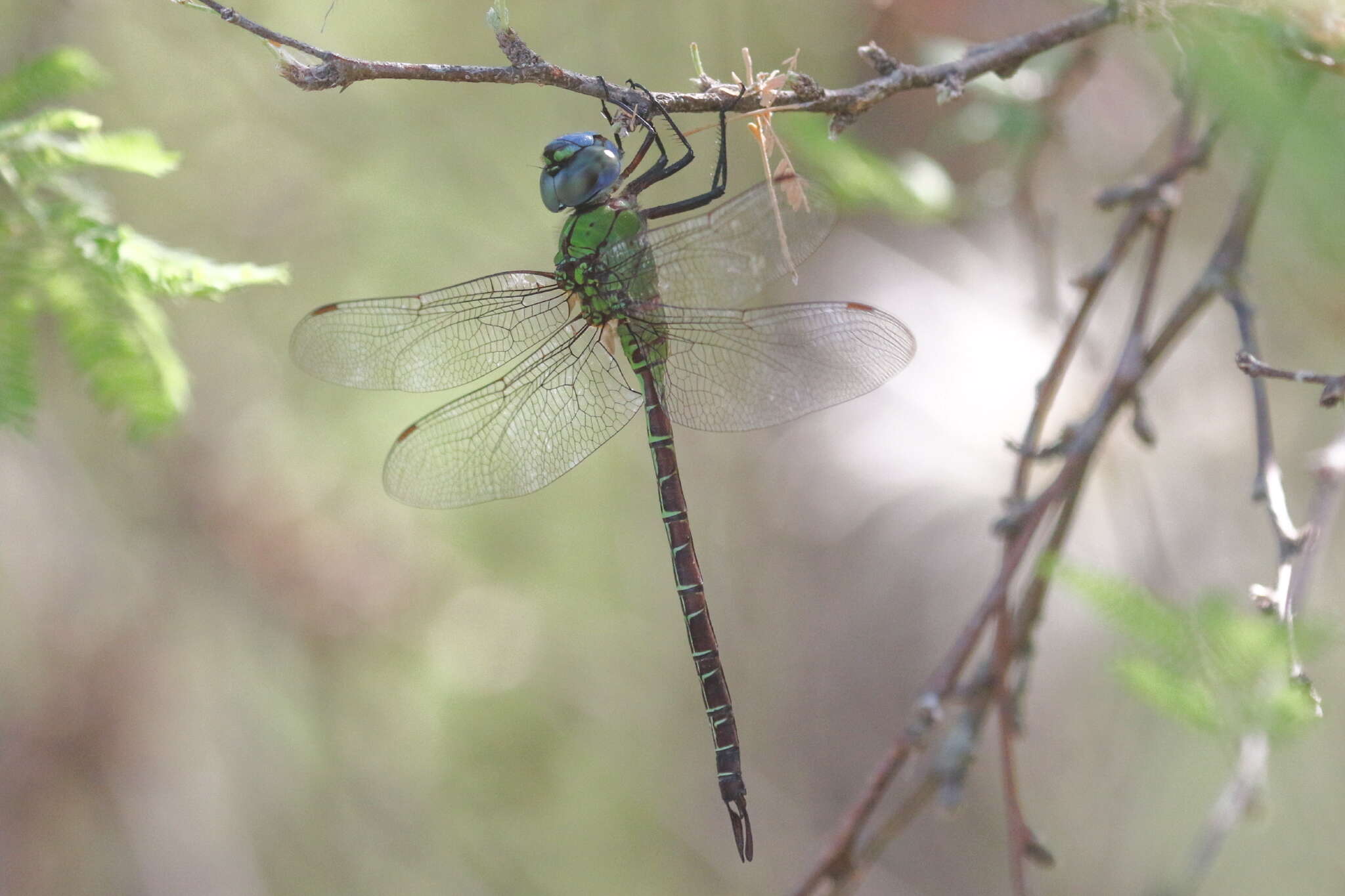 Image of Blue-faced Darner