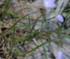 Image of Wahlenbergia fluminalis (J. M. Black) E. Wimm. ex H. Eichler