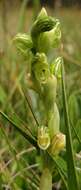 Image of Alpine swan greenhood