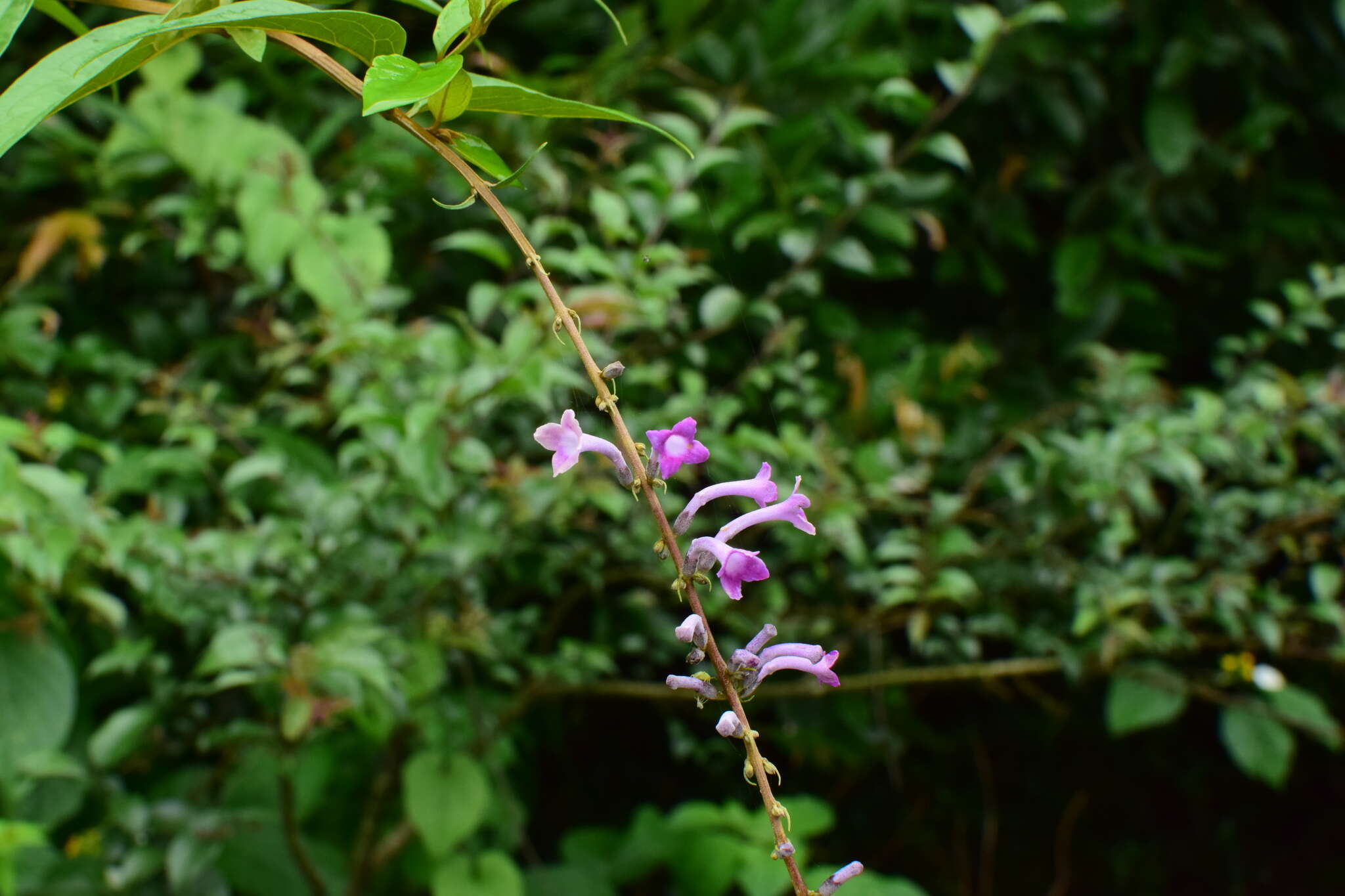 Image de Buddleja lindleyana Fortune ex Lindl.