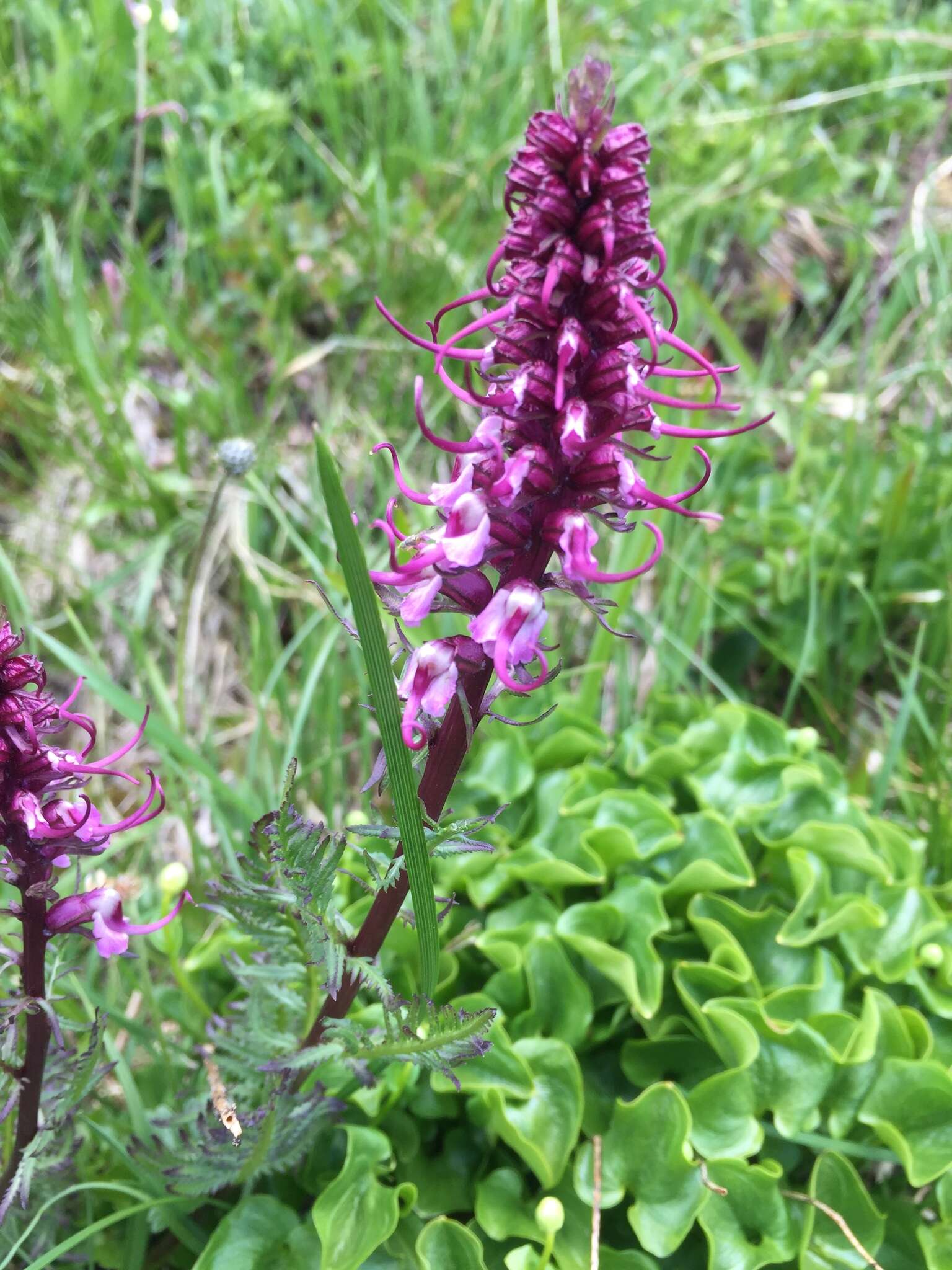 Image of elephanthead lousewort