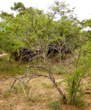 Image of Vachellia swazica (Burtt Davy) Kyal. & Boatwr.