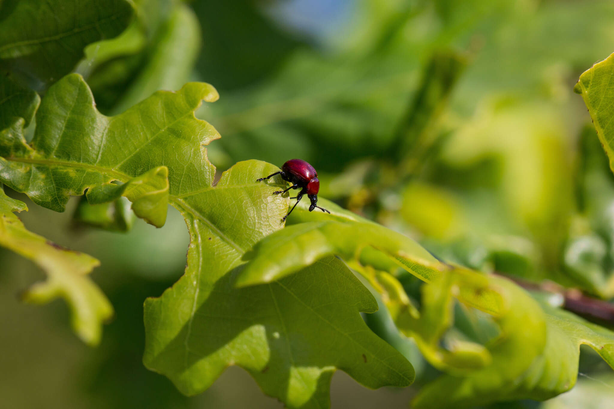 Image of Oak Leaf-roller