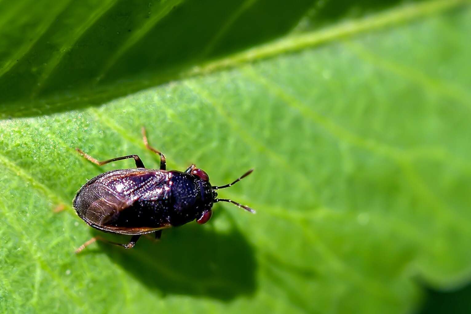 Image of <i>Geocoris uliginosus</i>