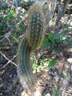 Plancia ëd Pilosocereus purpusii (Britton & Rose) Byles & G. D. Rowley