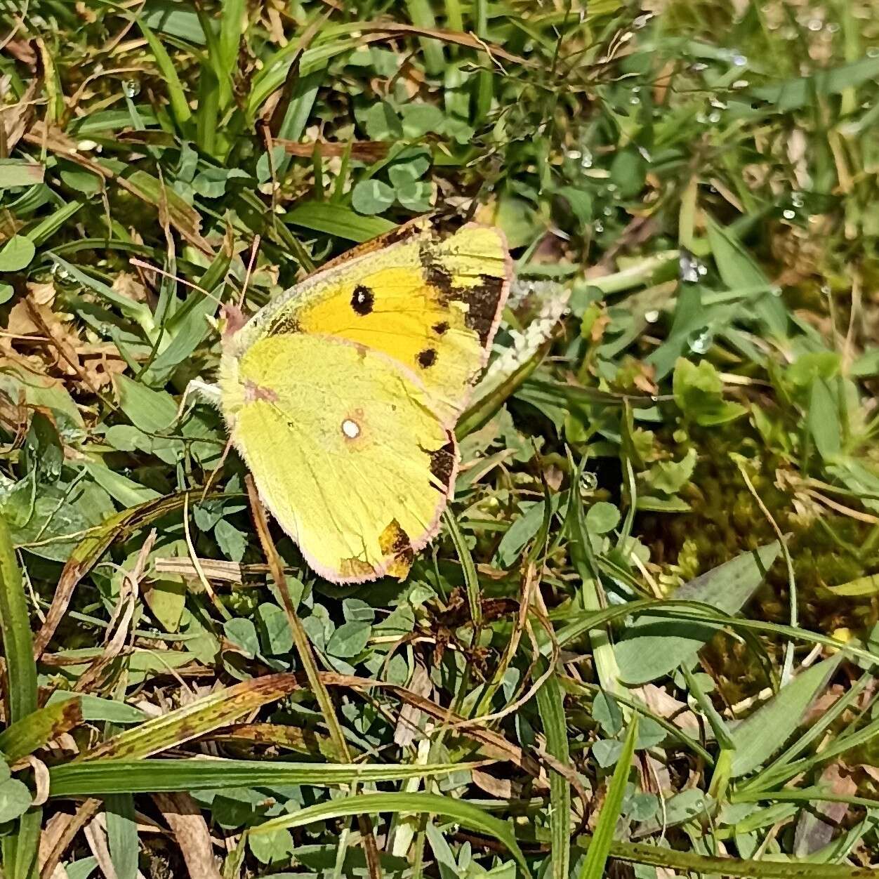 Image of Colias fieldii Ménétriès 1855